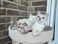 Süße Britisch-Kurzhaar -Russisch-Blau Kitten - Kreuzau
