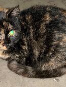 hübsches weibliches Kätzchen abzugeben in 85250