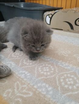 Reinrassig Bkh Kitten. - Wittlich