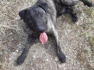 Liebevolle junge Mix Hund braucht neues Zuhause - München