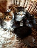 Drei süße Kitten suchen ein liebevolles Zuhause in 04934