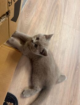 4 Reinrassige BKH Kitten zu vergeben - Ginsheim-Gustavsburg