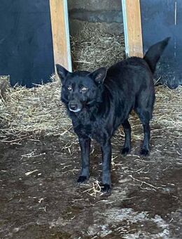 Betty ist eine schwarze Schönheit 🐾 - Elsdorf (Nordrhein-Westfalen)