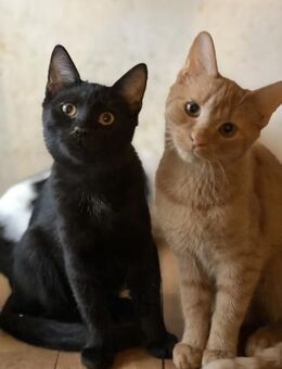 Seiko - black is beautiful - Süderbrarup