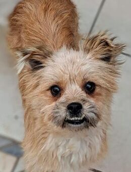 Flöckchen, ein fröhlicher Winzling - Köln