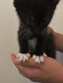 Katzen kitten - Hodenhagen