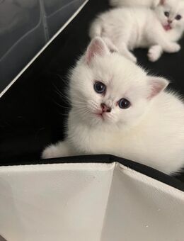 Weiße BKH -Kater Abgabe ab Mitte Juli - Gladbeck