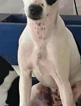 Jack Russel Welpen - Quedlinburg Gernrode
