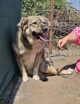Fetitah sucht GNADENBROTPLATZ - Weilheim (Oberbayern)