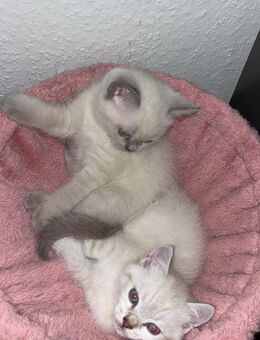 Liebevolle BKH Mix Bärchen - Duisburg