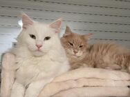 Maine Coon Paar (Katze & Kater) + Zubehör - Hückelhoven