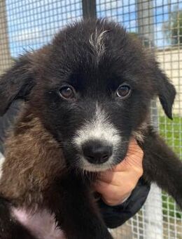 Luigi wartet im städtischen Canile - Bad Vilbel