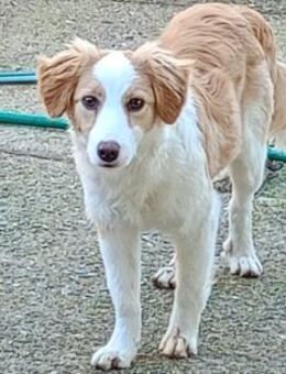 Cannella - Rieden (Rheinland-Pfalz)