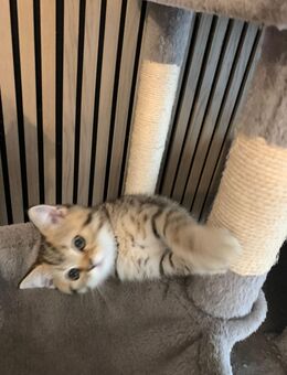 5 Reinrassige BKH Kitten tabby silver shaded - Heiligenhaus