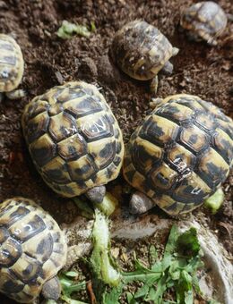 griechische Landschildkröten aus 2024 * 50 EUR pro Stück * Festpreis * - Rülzheim