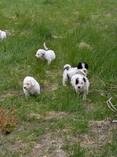 Reinrassige Spanische Wasserhund Welpen