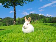 Zwergkaninchen zu verkaufen - Zell LU
