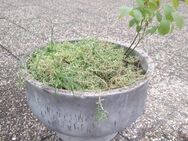 Pflanzen und Kübel zu verschenken! - Kaiserslautern