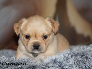 Französische Bulldoggen Welpen aus deutscher Zucht mit Rute und Nase "Camaro" - Frankfurt (Main)