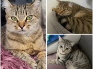 Schöne liebe 3 hauskatzen abzugeben (notverkauf) - Hamburg