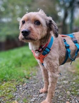 Liv möchte endlich ankommen - bei dir? - Paderborn