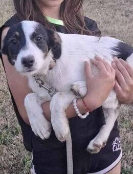 Annabel, süße Jack Russel Mischlingshündin - Herne Horsthausen