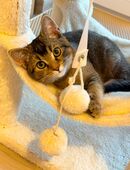 BKH Kater | 3 Monate alt | Kitten in 49090