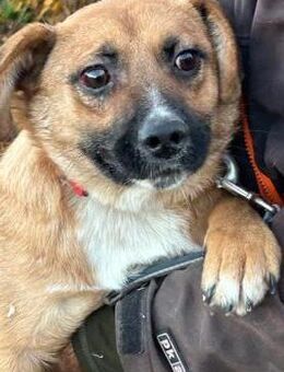 Chilly - verspielter Jungrüde - Lohra