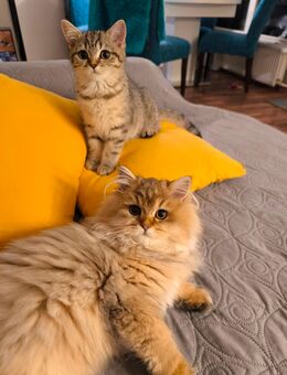 Britisch Lang und Kurzhaar 🐈‍⬛ Abgabe ab sofort! - Berlin