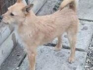 Aiden hübscher Junghund sucht Zuhause - Hüllhorst