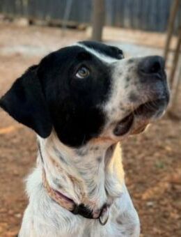 Manoussos - ein toller Begleiter! - Mettmann