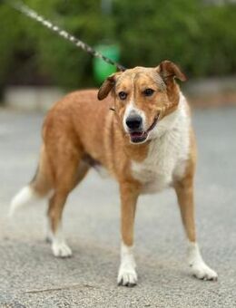 🐶Sanfter Pedro sucht Schutz💛 - Eislingen (Fils)