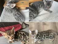 Bengal kitten Blue , Silber oder Braun 12 Wochen Abgabebereit - Dortmund