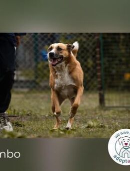 Kimbo: Sensibler Hund mit Potenzial - Kirchzell