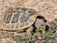 Griechische Landschildkröten, semiadult - Bruchköbel