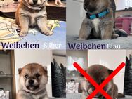 Reinrassige Shiba Inu Welpen - Rhinow