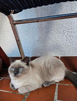 BKH Kitten/Katze Farbe blue-point (Kastriert) - Witten