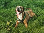 Verkaufe Mein Hund - Wuppertal