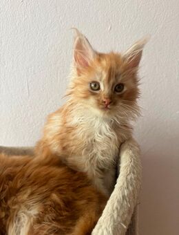 Maine Coon Kitten - Rehburg-Loccum Zentrum