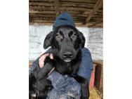 Nici - Pflegestelle oder Zuhause gesucht - Oberwies
