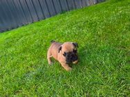 Französische Bulldoggen Welpen - Ibbenbüren