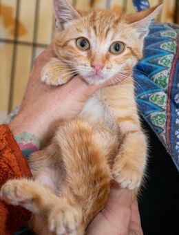 Mantecao - Katzenbaby sucht Wohlfühlheim - Bad Camberg