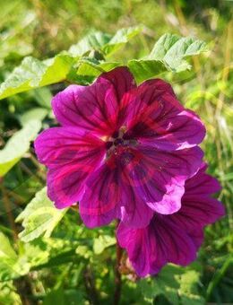 Malven Samen mauretanische Malve Blüten wilde Malve Malvenblüte lila rot violett viele große leuchtende Blüte Malvensamen für Garten wildflower und Balkon Geschenk flower SWR Vatertag Blumenwiese - Pfedelbach