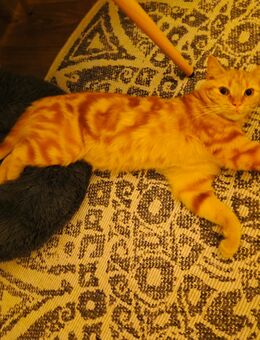 BKH Mix Kater 9Monate kastriert - Cottbus