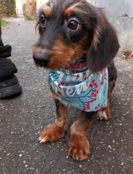 Chip - Ein süßer Welpe sucht ein Zuhause - Köln