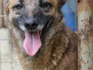 Lustige NISHA sucht aktive Familie - Schwabach