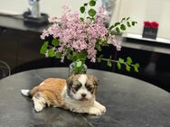 Shihtzu Reinrassig Hündinnen - Ulm Zentrum