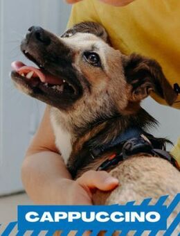 Cappuccino - suche Familie auf dem Land - Berlin