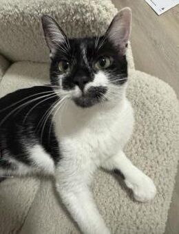 Schmusekatze NURIEL sucht! - Berlin