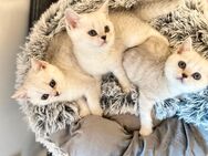 3 BKH Kitten - Silver Shaded mit blauen Augen (2 W, 1 M) ? ab 30.07. abzugeben - Trostberg